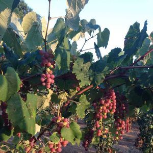 Meet your Posher, Bobby joe